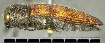 Media type: image;   Entomology 24417 Aspect: habitus lateral view